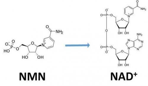 從生物學角度看NMN:為何能延緩衰老和提高免疫力？