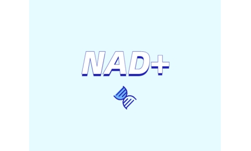 為什么要增強(qiáng)NAD+？